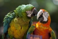 macaws..maybe small brains...but very intelligent!