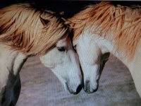 Two Camargue Horses loving on each other.