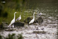 Egrets And Gulls Near Dock