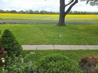 Field of Yellow Weeds
