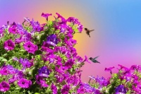 Petunias and hummingbirds