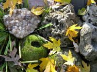 Rocks And Autumn Leaves  1