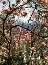 Magnolia blossoms in Central Park