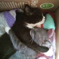 Kitten cuddles are the best cuddles