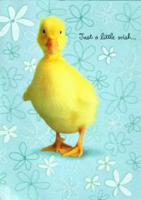 Just ducky