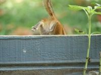 I'm Outa  Here (Chipmunk Overboard)