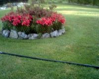 Red Lilies