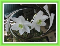 My Eucharis Lily Flowering Again. Larger.