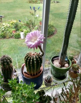 Our cactus bloomed 9/14/20