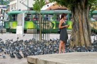 Pigeons in Sarajevo