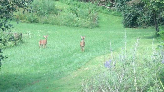 Fawns in the field