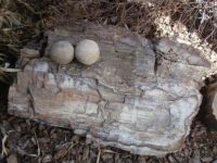 Petrified wood and geodes
