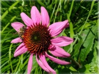 Echinacea purpurea   -   Třapatkovka nachová