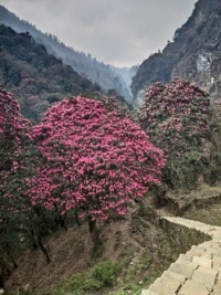 🌺🗻🌺 Kingdom of rhododendrons 🌺🗻🌺