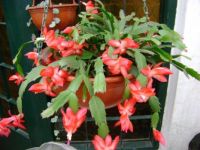 Beautiful type of cactus