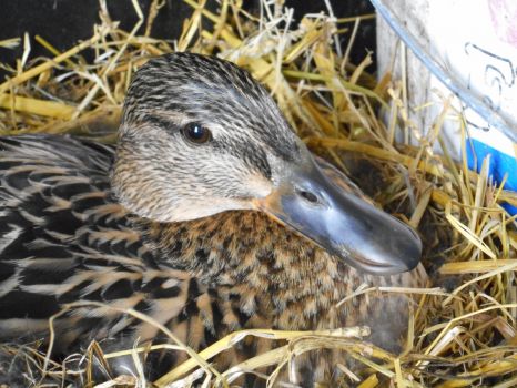 Wil duck on her nest in our shed
