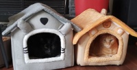 2025/03/05_2 cats in houses