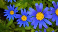 Three daisies