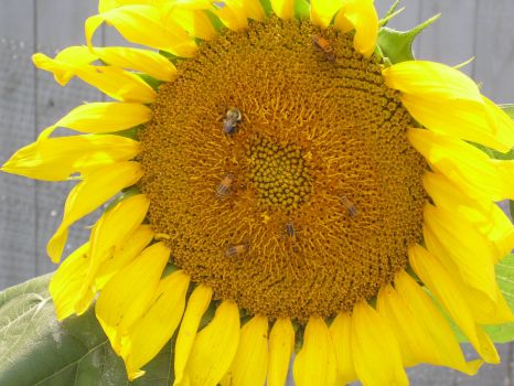 Summer Visitors to our Sunflower