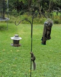 Bird Feeder Shenanigans