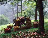 Autumn in the Air