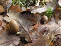 Acorns