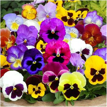 Pansies - A Sign Of Spring...