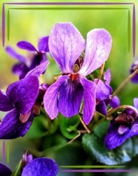 💜☘️ Violets ☘️💜