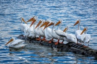 A PILE OF PELICANS