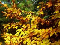 podzimní listí - Hajany
