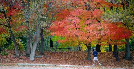 Jogging in the fall....