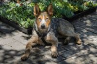 Garden shop dog