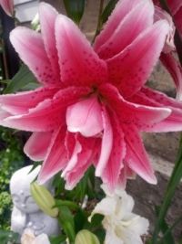 My garden... Rose lily