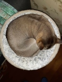 Circle Figgy