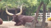 Mr Big Horns at Houston Zoo