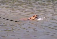 my dog enjoying the holiday
