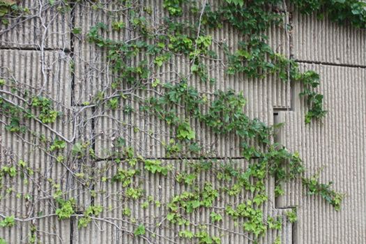 Ivy on the Wall