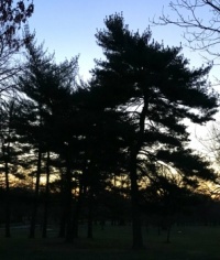 Pines Before Sunrise