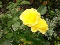 Yellow Roses