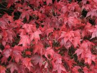 Autumn Leaves