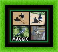 ==THEME==BIRDS==MAGGIE  THE  MAGPIE==