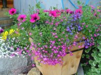 Alaska Flower Pot