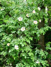 Wild Rose