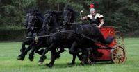 Friesian Chariot