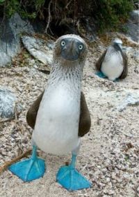 The Blue Footed Boobie.