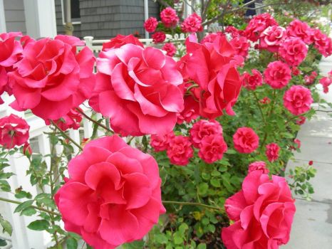 Balboa Island Roses