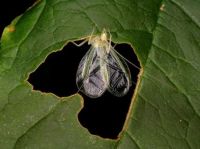 A Soundtrack, and more Autumn stuff - I found a snowy tree cricket in my container garden...