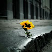 flor groga