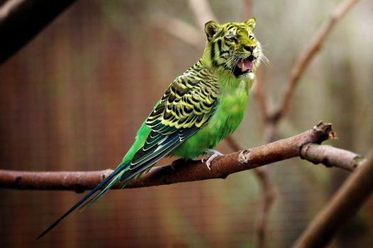Tiger Budgie