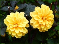 Dahlia's